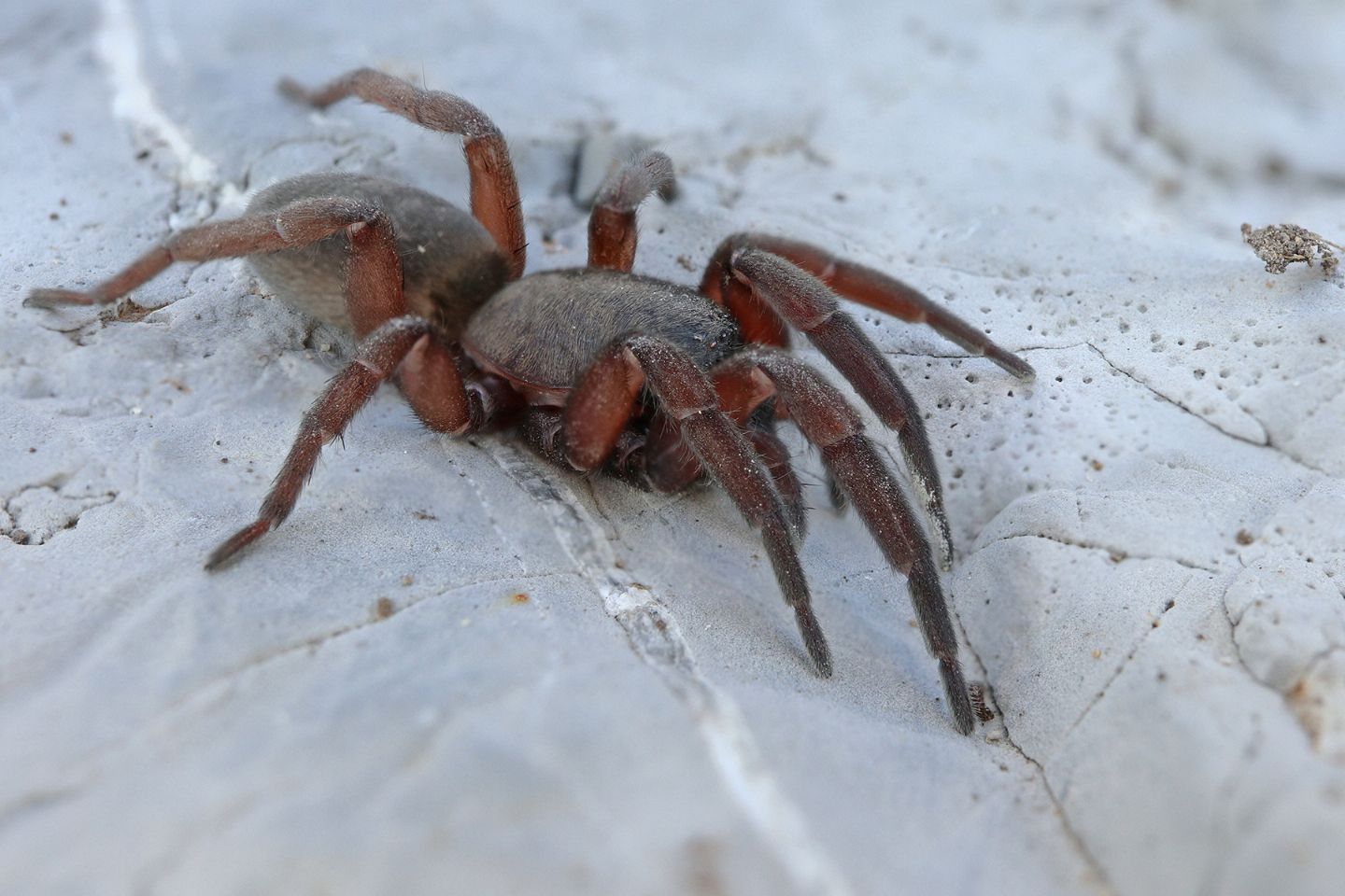 Gnaphosidae: cfr. Haplodrassus macellinus  - Portovenere (SP)